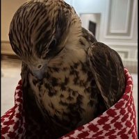 ASIM ( T L ) 🇸🇦 (@3wesm0) 's Twitter Profile