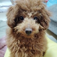 チョコ🐾 (@chococococo____) 's Twitter Profile
