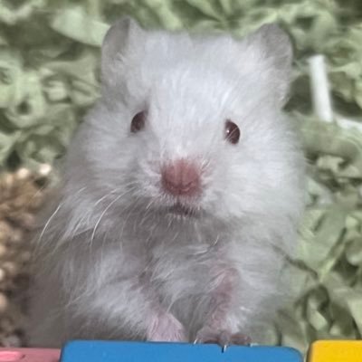 햄부숭さんのプロフィール画像