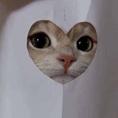 🐈 Even cat can confuse 'us'. DM for credit or removal. 🐈
