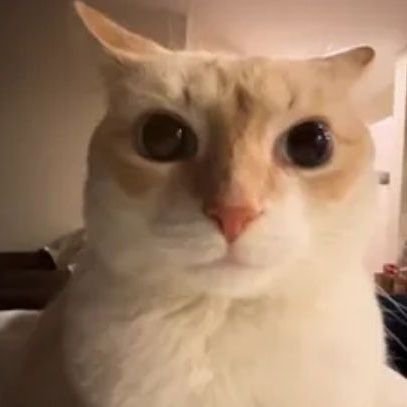 Evgeni579650981's profile picture. (⁠ ⁠╹⁠▽⁠╹⁠ ⁠)