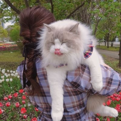 mamiya3838's profile picture. NERO𓃠ラグドール♂
🎂❤️2021.3.2￤
 FC➵♡Aimer #BeN￤KEIKO #肉チョコ￤Mrs. GREEN APPLE #RingoJam￤NEXT☞Mrs. GREEN APPLE DOME TOUR 2025 “BABEL no TOH”12/19