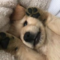 poo๋ng ❣️ (slow) (@meplsdontcry) 's Twitter Profile