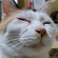 ボブ(吉本興業) (@bob_from_bob) 's Twitter Profile