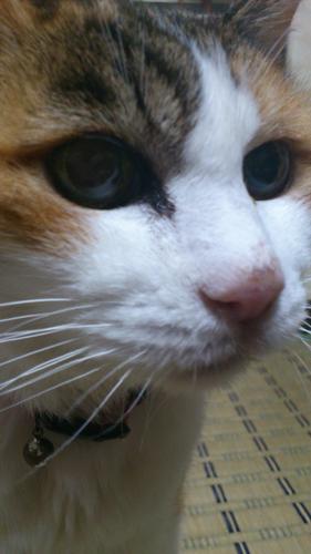 tsuyo_kou's profile picture. いつまで経ってもリリース出来ないでいる人ですw