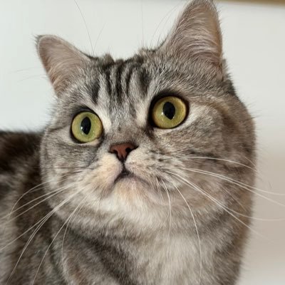SimpliePurple's profile picture. maximum effort