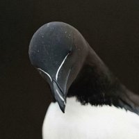 Wixfall (@wixfall) 's Twitter Profile