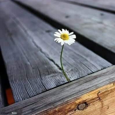 benimce45's profile picture. Her Umut Kuşunun,
Kanadına bağLadığım dileksin
Her Duanın, Sonuna bıraktığım
Aminimsin..!!!