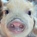 piggy (@gookoosh) Twitter profile photo piggy (@gookoosh) Twitter profile photo