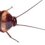 i am cockroach 🥚🪨 (@aexecalledsonic) 's Twitter Profile