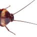 i am cockroach 🥚🪨 (@aexecalledsonic) Twitter profile photo i am cockroach 🥚🪨 (@aexecalledsonic) Twitter profile photo