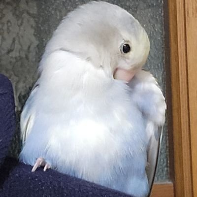 achan_Live_game's profile picture. 望月けい先生に魅了されてる男
あにょすぺから好きです

様々なライブにも出没
色んな会場にいること多いです