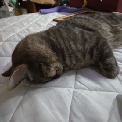 Cuddles_1331's profile picture. Creator & Strong Advocate Of The 370 & 420 Moving Averages For Charting: 13/25/50/200/370/420 Moving Averages On The Daily... 1 Minute At A Time. ..