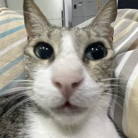 Jnuuy (Cootoo's #1 Fan) (@flufffluffluffy) 's Twitter Profile