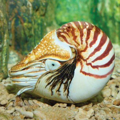 bbeeeemmaa's profile picture. mysterious sea creature