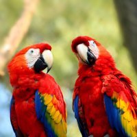 Novan Birds (@birdsnovan) 's Twitter Profile
