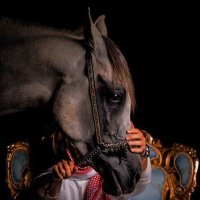 اليــ𝄞⃝ـماني𝄞⃝🇾🇪𝕎𝔸𝕀𝕃 𝔸𝕃ℚ𝔸𝕊𝔼𝕄𝕀 (@w773q) 's Twitter Profile
