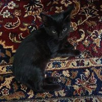 yas (@yasminelvscats) 's Twitter Profile