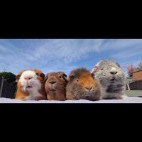 Bonnie, Dory, Rita & Juliette (@needypotatoes) 's Twitter Profile