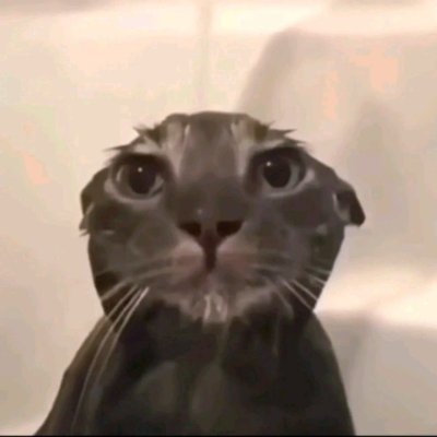 cat_lofii's profile picture. 🧭 Navigating the world of blockchain. Analytics, insights and a bit of irony.