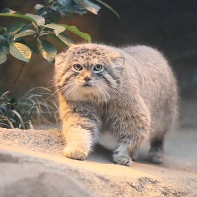 manulneko60's profile picture. 一棟アパートおよびマンション、タワマン、戸建てへ投資。引き渡し待ちは都内アパート1棟、都心タワマン片手強。相続系ではありません