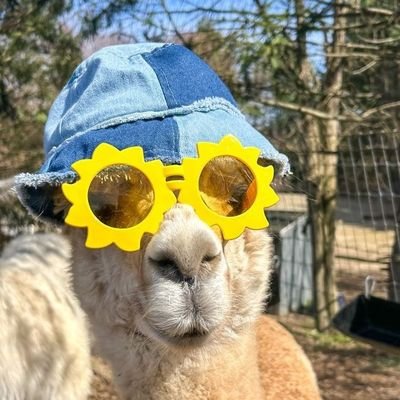 @Alpaca_espon