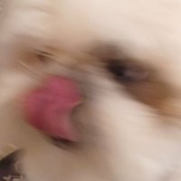 たんぽぽ (@_d_andelion_) 's Twitter Profile