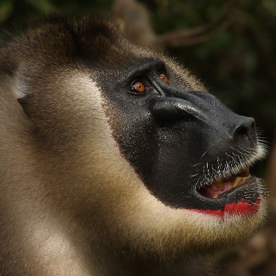 PhD student @NYUPrimatology and @TheRealNYCEP, behavioral ecology, sexual selection in the elusive drill (Mandrillus leucophaeus), (she/her)