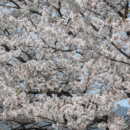 Jieud9XM5g37442's profile picture. 妖はじ大好きです!
漫画2冊買って貰えた!めっちゃ中途半端で13巻と19巻

最近は桃源暗鬼も好き!
桃源暗鬼は京夜先生と神門さんが好きです!

好きな声優⇒

逢坂良太さん       堀江瞬さん
木村良平さん       河西健吾さん
森久保祥太郎さん   蒼井翔太さん
福山潤さん 、土岐隼一さん