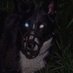 Coyo(te) (@crypticcanidae) Twitter profile photo Coyo(te) (@crypticcanidae) Twitter profile photo