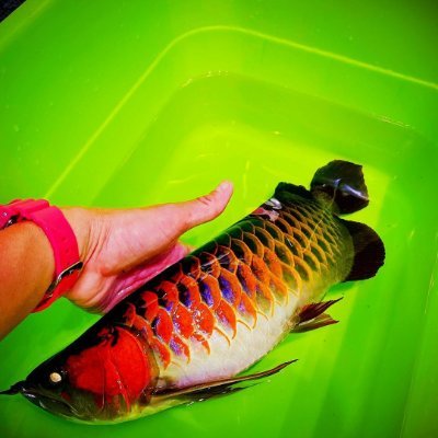 MerLove277256's profile picture. Looking for top-quality Arowana?
ArowanaAU has healthy, rare fish with safe shipping worldwide Over 7 years of trusted service.
ArowanaAU 4-Everyone
#Arowana #
