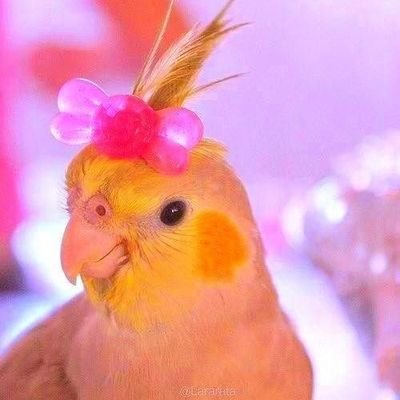 đ§¶ calopsita do crochĂȘ -VAGAS PARA AGOSTO Profile