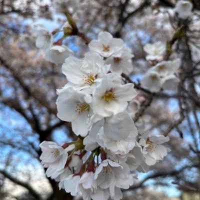 なおき(いけさん)さんのプロフィール画像