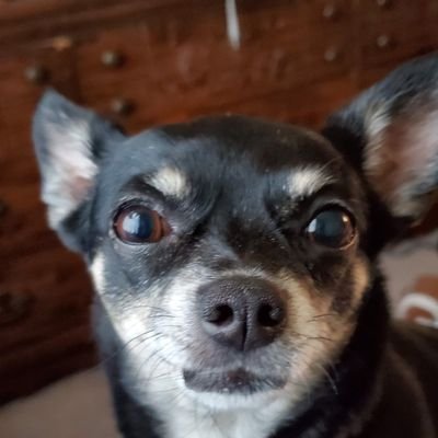 Phillies, Flyers, 76ers, Eagles, Mariners, & Seahawks. Shares 🐦 with my 🐕 Tiki🌈(11/27/24) Reo🌈 Nina🌈, Anna, Kosimo & the cats. And Downton, Bernie &Sophia