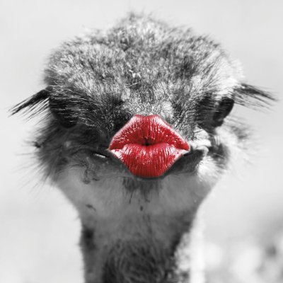 SdVernunft's profile picture.