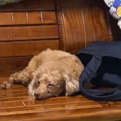 BuffeTsLA's profile picture. $RKLB $HIMS $PLTR $TSLA