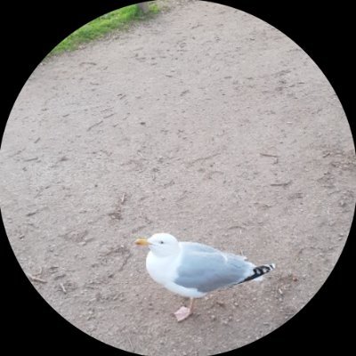 paddym445's profile picture. I am up for a laugh with a lot of my tweets.