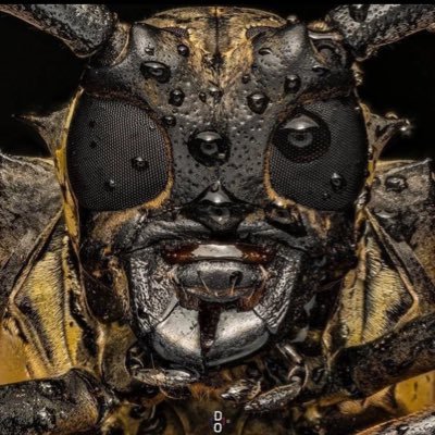 ORJIRIDGWELL's profile picture. AI tech expert
