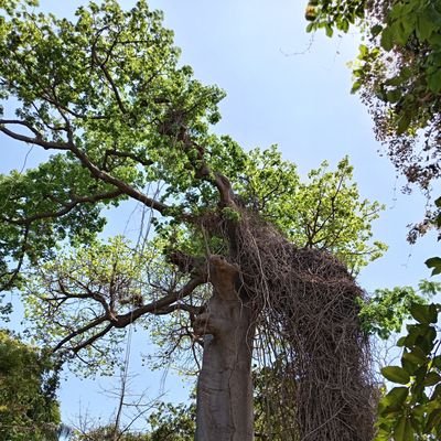 https://t.co/2myK2V6ygQ
Am from Gambia š¬š²šš