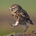Thomas βThe Owl Manβ (@owlman1972) Twitter profile photo Thomas βThe Owl Manβ (@owlman1972) Twitter profile photo