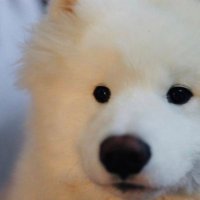 zawg (@lostzawg) 's Twitter Profile