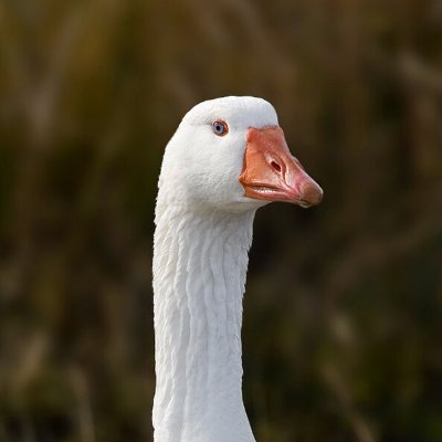 Jesterthegoose's profile picture. Polymarket Trader/Researcher/Developer