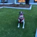 Yappy and Happy! (@yappypetcare) Twitter profile photo Yappy and Happy! (@yappypetcare) Twitter profile photo