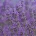 Lavender Haze (@lavenderh64709) Twitter profile photo