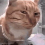 NgT1CS's profile picture. 