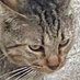 Bayu Aji (@bayupur53) Twitter profile photo Bayu Aji (@bayupur53) Twitter profile photo