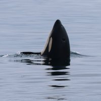 たらこ🔰 (@tarakooo_life) 's Twitter Profile Photo