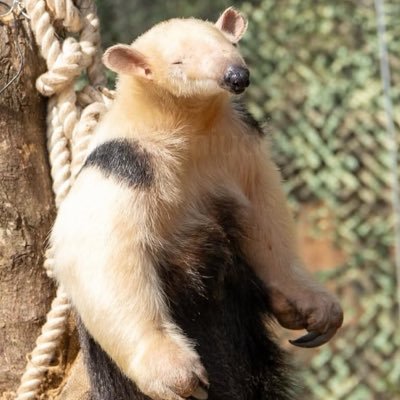 Sean_TW_'s profile picture. HEY-SMITH / BRAHMAN /Ken Yokoyama / カライドスコープ