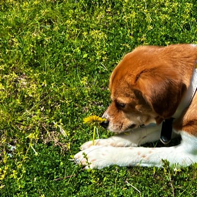 空夢(あむ)雑種・8.88kg・♀・4yの写真などをどんどんのせていく垢になります。犬好きの方ぜひフォローお待ちしてます!こちらからさせて頂くこともありますのでその際はよろしくお願い致します!タグは#あむたんの日常 。。。。。。DMは基本しません