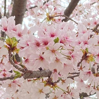 kuramu0420's profile picture. 